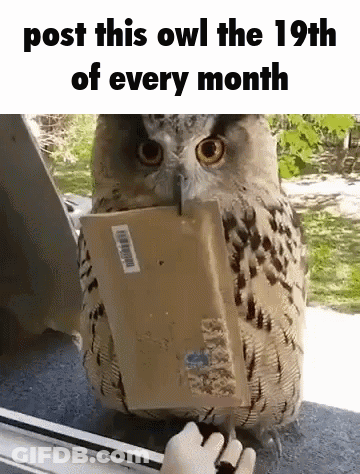Owl Holding Box Looking Out Window GIF