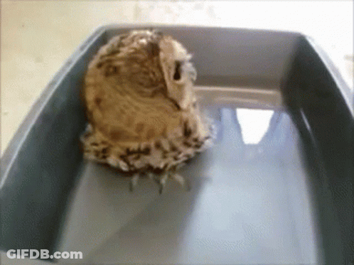 Owl In Gray Container With Water GIF