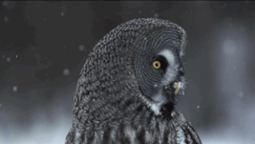 Owl In The Snow GIF