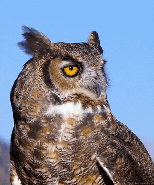 Owl In The Wind GIF