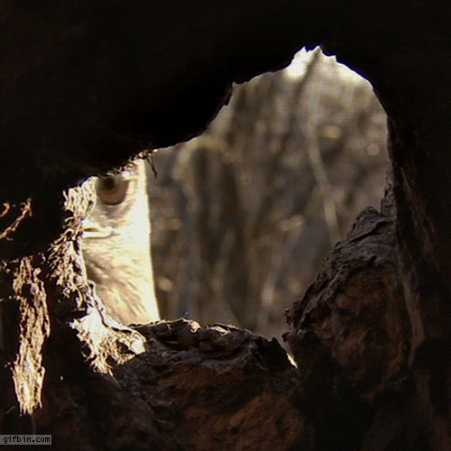 Owl Interested GIF