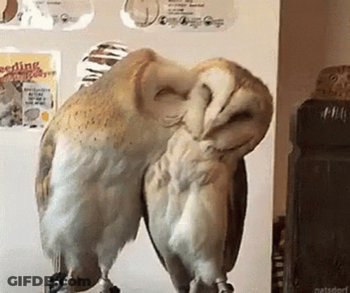 Owl Kiss GIF