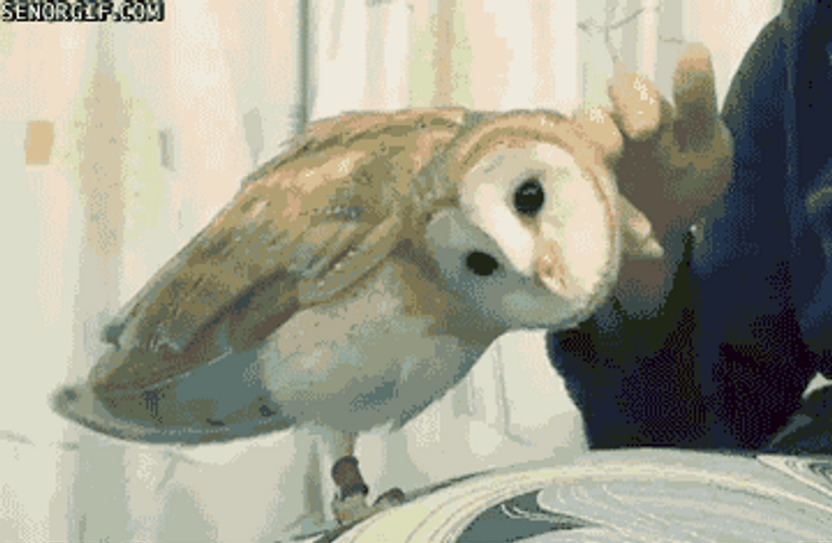 Owl Likes Petting GIF