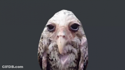 Owl Long Beak Gray Background GIF