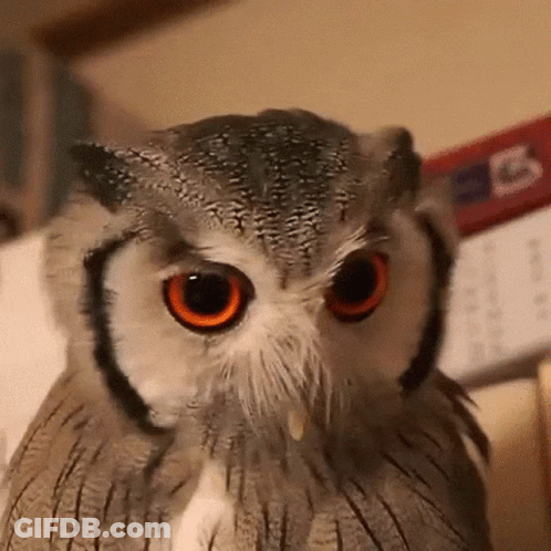 Owl Looking At Camera With Calendar GIF