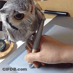 Owl Looking At Person Writing On Tablet GIF