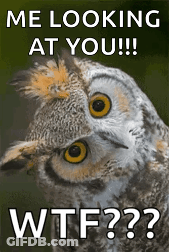 Owl Looking At You Wtf GIF