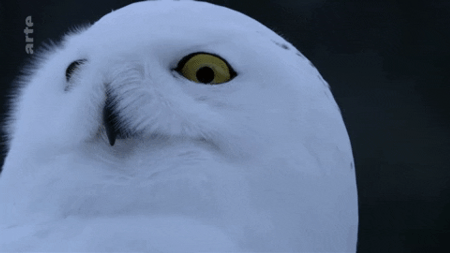 Owl Looking Away GIF