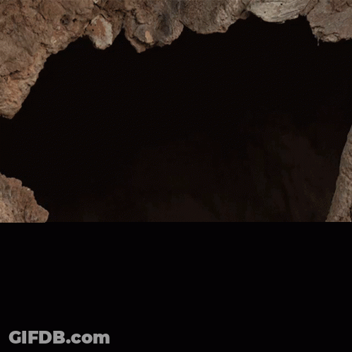 Owl Looking Out Of Rock Hole GIF