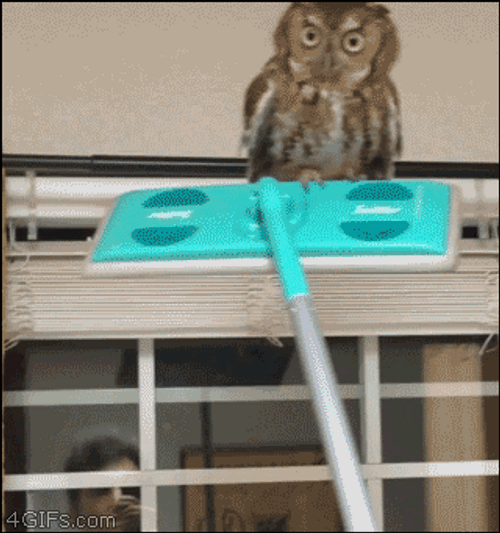 Owl On A Glass Cleaner GIF