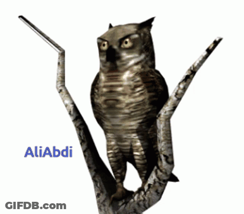 Owl On Tree Branch Aliabdi GIF