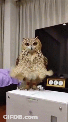 Owl On White Box Facing Flat Screen TV GIF