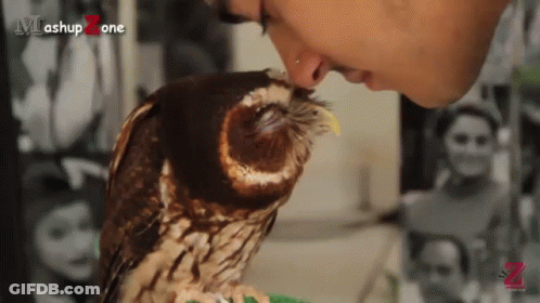 Owl Painting With Red Arrow Pointing Right GIF
