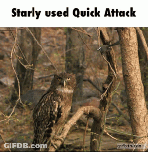 Owl Perched On Branch Saying Starly Used Quick Attack GIF