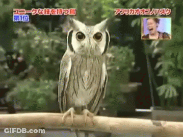 Owl Perched On Branch With Chinese Writing GIF