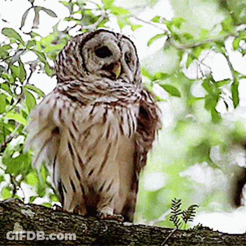 Owl Perched On Branch With Wings Outstretched GIF