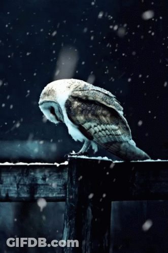 Owl Perched On Wooden Fence In Snow GIF