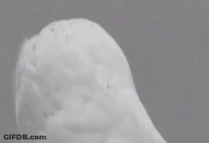 Owl Pet Stunned Eyes GIF
