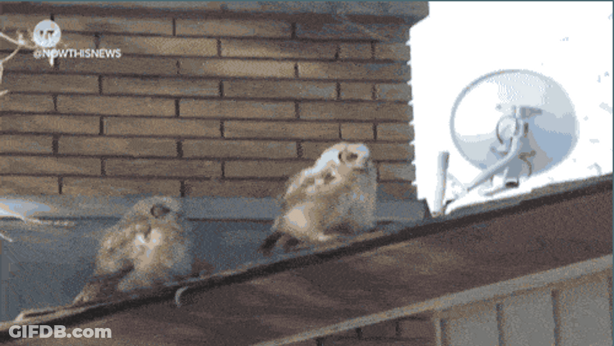 Owl Pooping On The Roof GIF