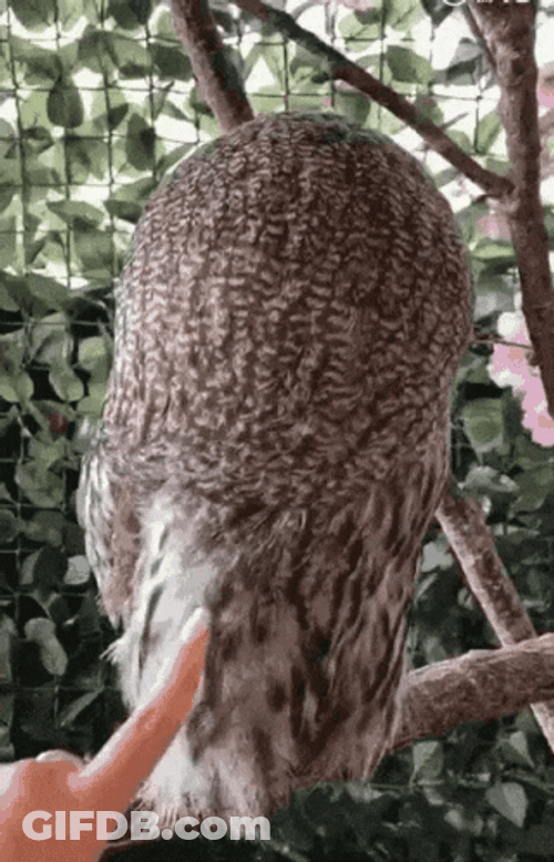 Owl Rotate It's Head GIF