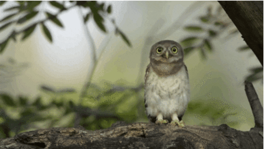 Owl Rotating Head GIF