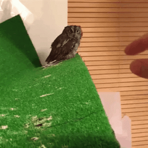 Owl Running Towards The Owner GIF