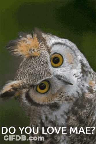 Owl Saying Do You Love Mae GIF