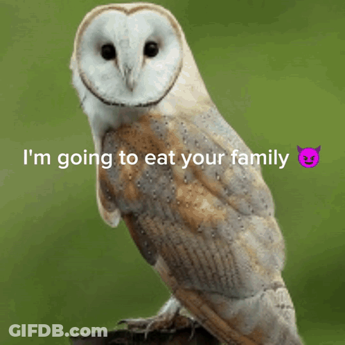 Owl Saying I'm Going To Eat Your Family GIF