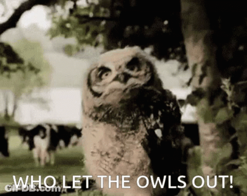 Owl Saying Who Let The Owls Out GIF