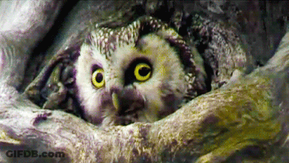 Owl Sitting In Tree Looking Out Of Hole GIF
