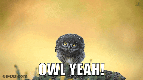 Owl Sitting On Rock Saying Owl Yeah GIF