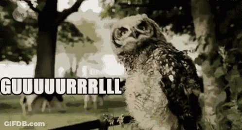 Owl Sitting On Table Eyes Closed Looking At Camera GIF