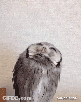 Owl Sitting On Table With Eyes Closed GIF
