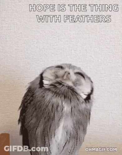 Owl Sitting On Wall With Hope Quote GIF
