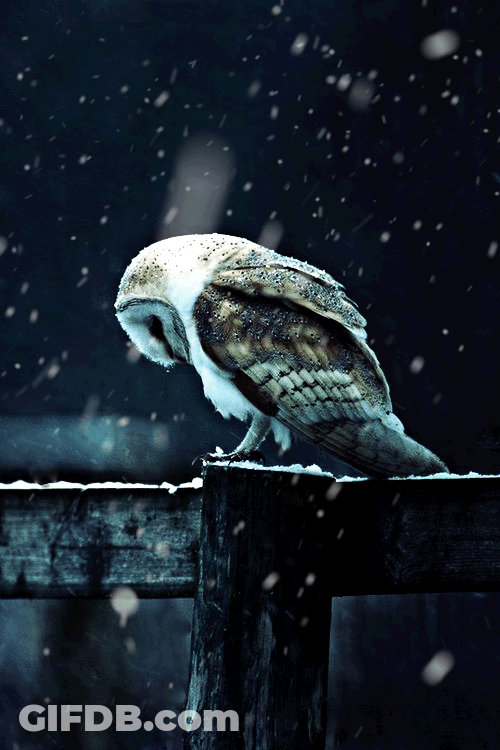 Owl Sleeping While Snowing GIF