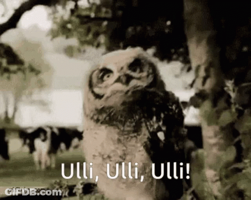Owl Standing In Field With Sign Saying Guuuurrrll GIF