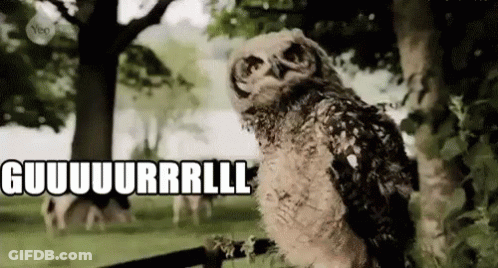 Owl Standing In Field With Sign Saying Guuuurrrll GIF