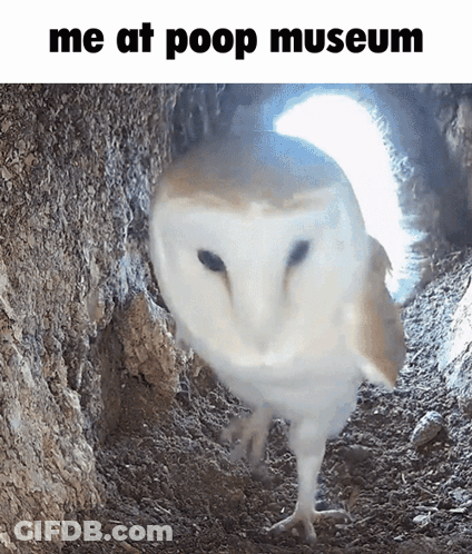 Owl Standing In Hole At Poop Museum GIF