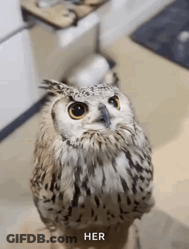 Owl Standing On Foot GIF