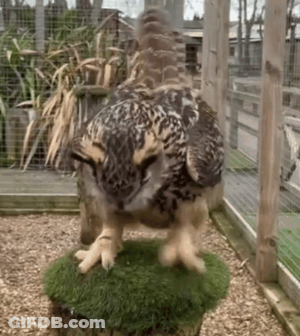 Owl Standing On Mossy Stump In Cage GIF