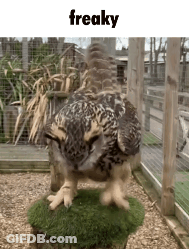 Owl Standing On Stump Saying Freaky GIF