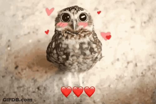 Owl Surrounded By Three Red Hearts GIF
