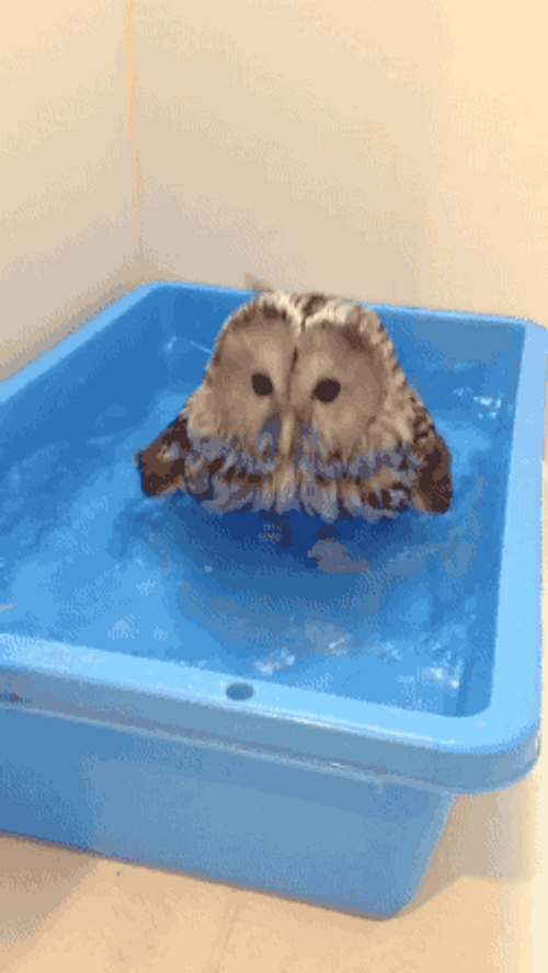 Owl Taking A Bath GIF
