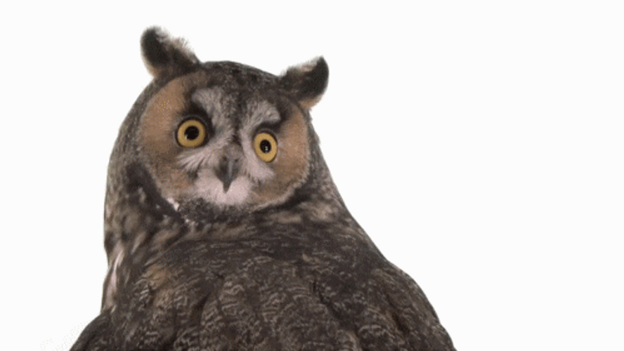 Owl Turning Head GIF