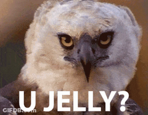 Owl U Jelly GIF