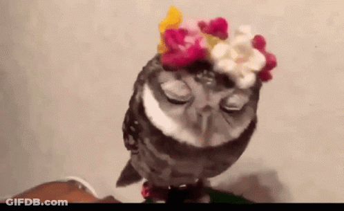 Owl Wearing Flower Crown Sitting On Lap GIF