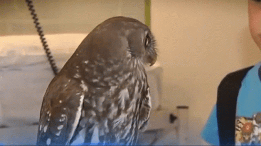 Owl Widening Eyes GIF