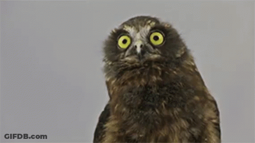 Owl With Big Yellow Eyes GIF