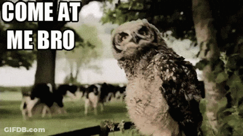 Owl With Come At Me Bro Text GIF