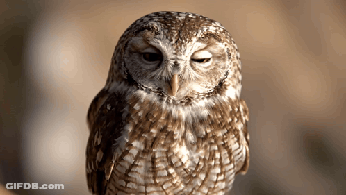 Owl With Eyes Closed And Yellow Beak GIF